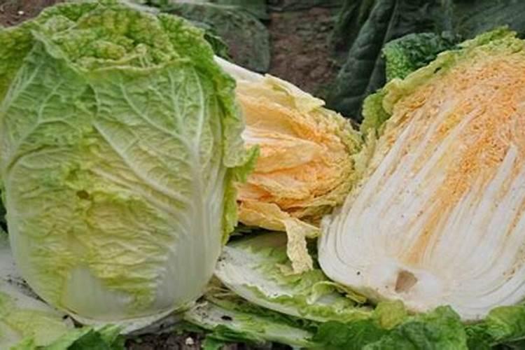 白菜施什么肥最好