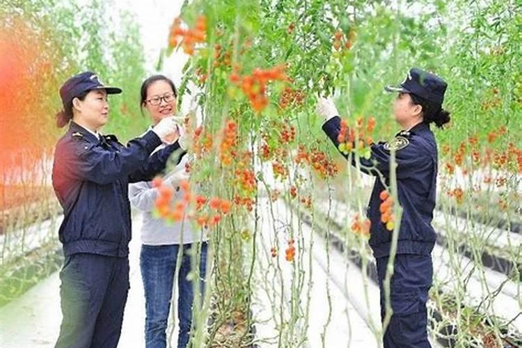 草莓肥料哪些最好