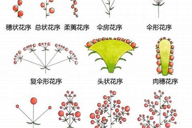 葡萄大小粒用什么办法解决