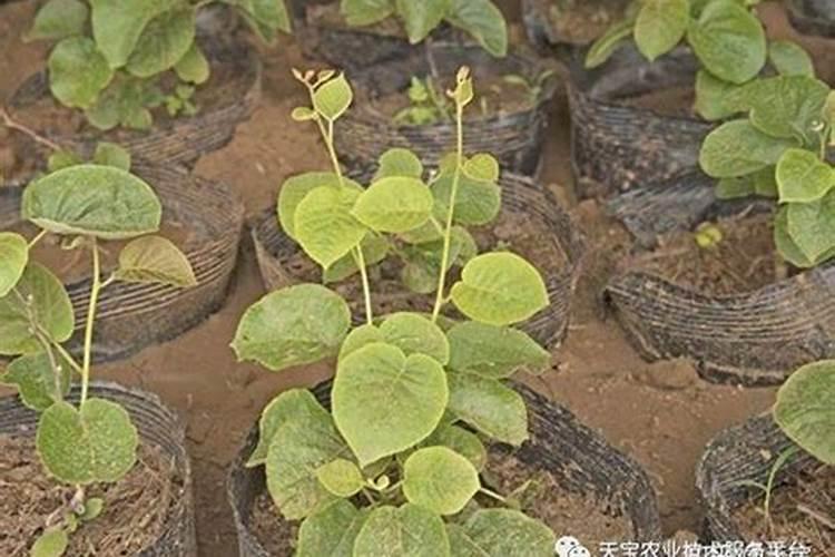 猕猴桃萌芽期能施水溶肥吗？