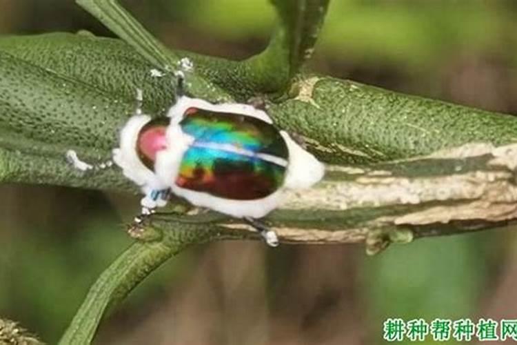 家里发现类似蟑螂,颜色发绿带珠光的盖虫,不会飞!