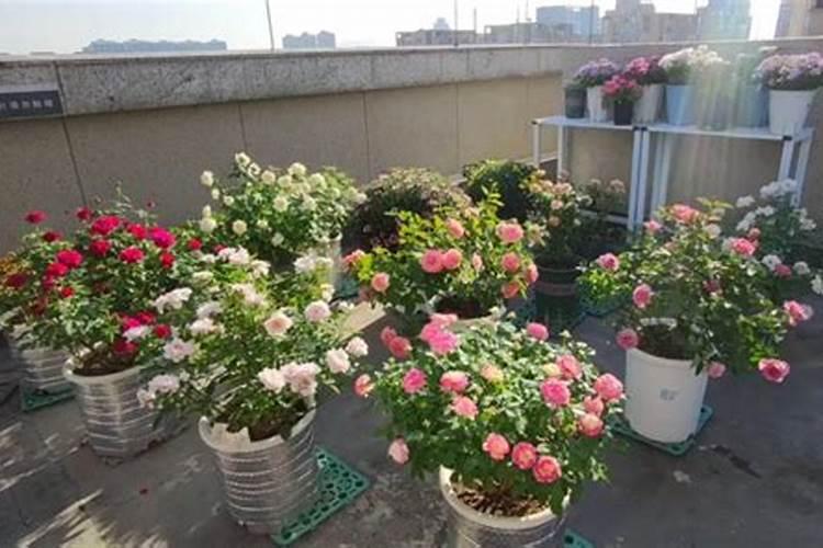 尿可以浇月季花吗