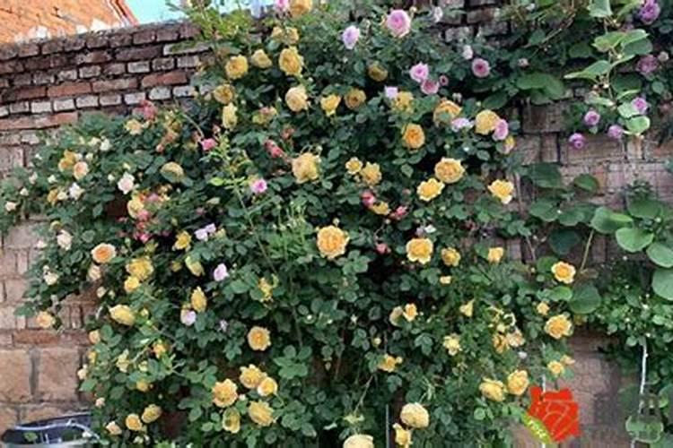 尿素可以浇月季花吗