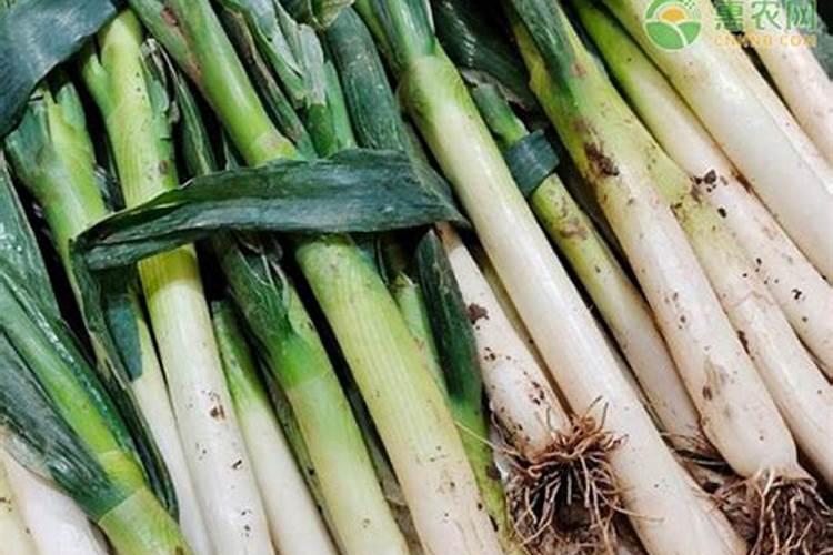 大葱追肥用什么肥料好