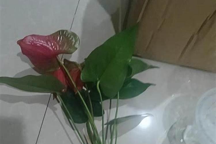 骨粉兑水浇花还是埋在土里好