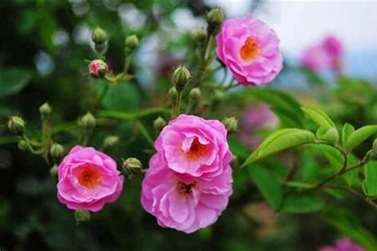 蔷薇花施肥施什么肥料