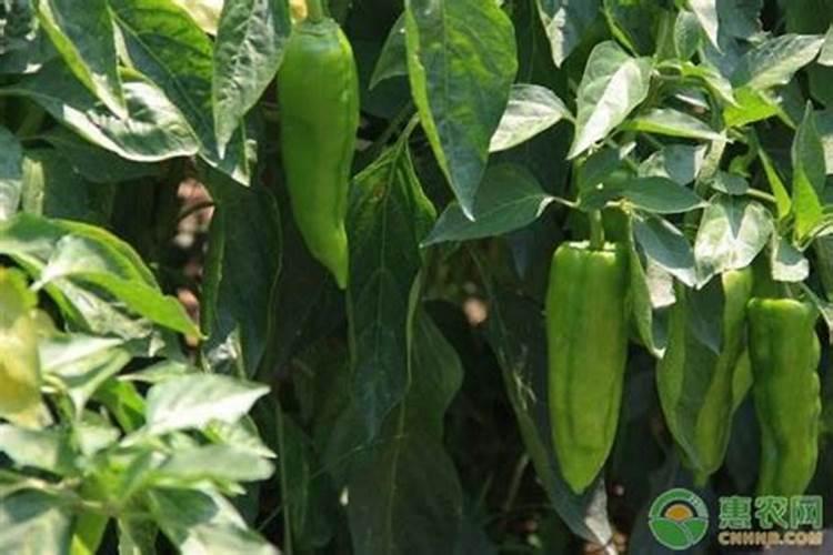 辣椒种植用什么肥料最好