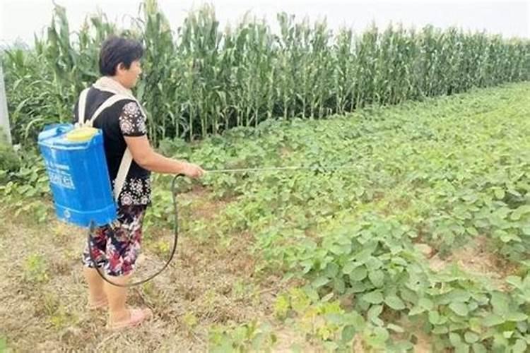 种毛豆的方法及过程