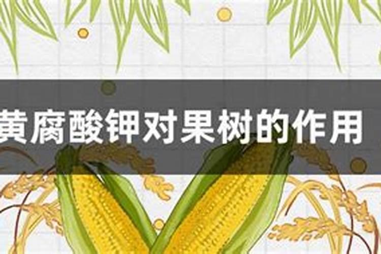 苹果树能用矿源黄腐酸钾吗？