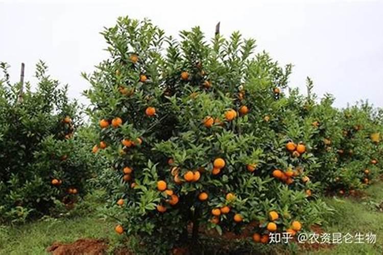 石林适合种植沃柑吗？