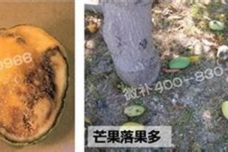芒果树的管理关键在于营养的补充,要如何补充营养？