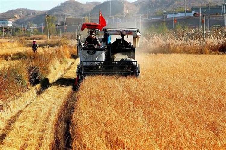 2011年撒可富水稻专用复合肥价格多少钱一吨