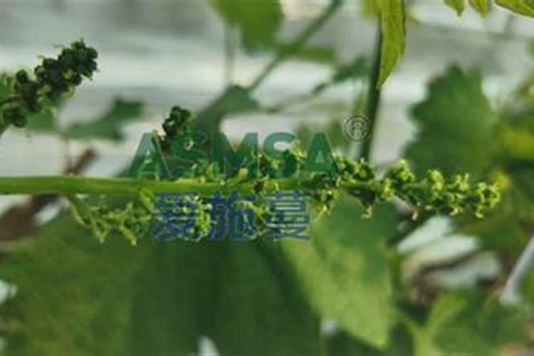 葡萄花后施什么肥料