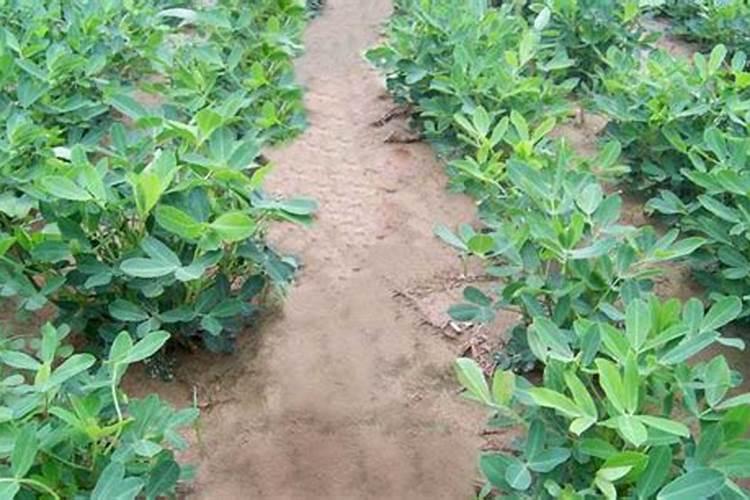 花生用什么叶面肥好 附种植方法