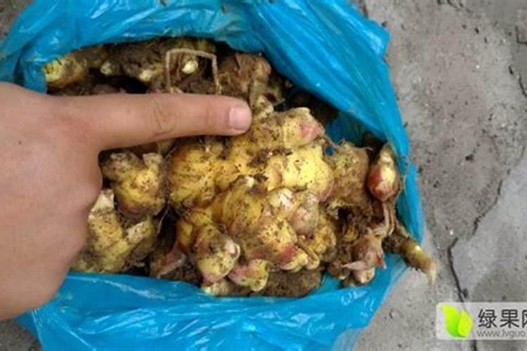 种生姜用什么肥料最好