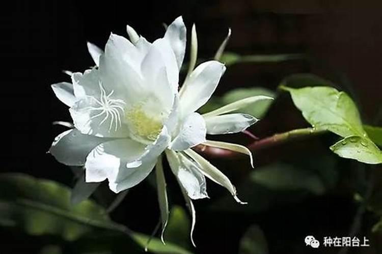 昙花叶面肥怎么施