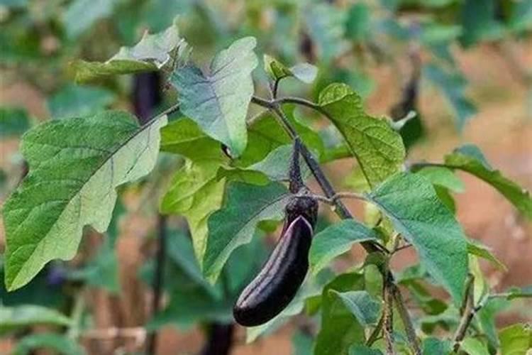 茄子用什么肥膨大