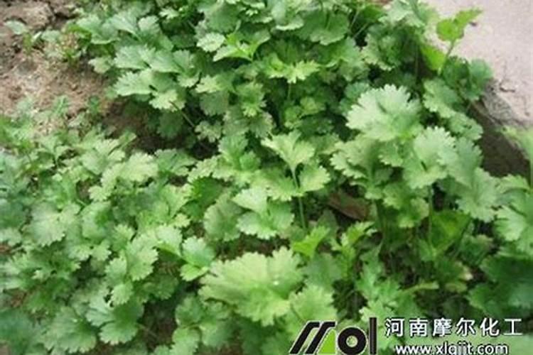 香菜喷什么叶面肥长得快 香菜喷什么叶面肥才能长得快