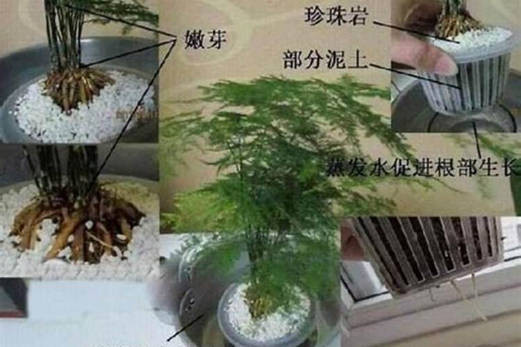 文竹浇什么肥料合适