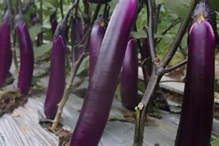 茄子追肥用什么肥料好几月份开始追肥