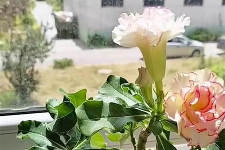 玫瑰花不施肥会怎么样
