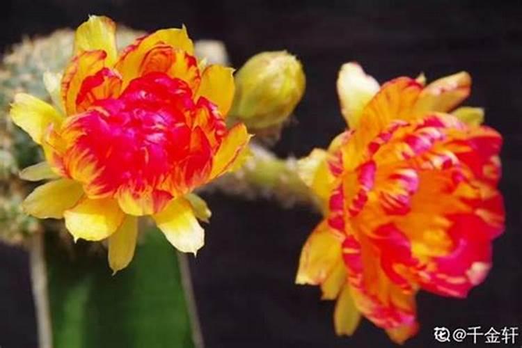玫瑰花怎么施肥 玫瑰花如何施肥