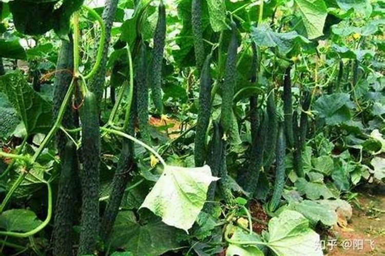 什么植物应多施磷肥