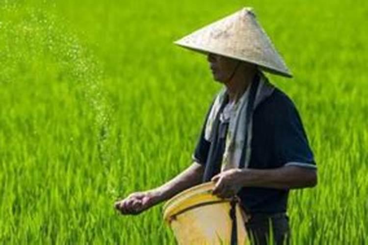 直播水稻什么时间施钾肥二次除草什么时候最好怎么管理？