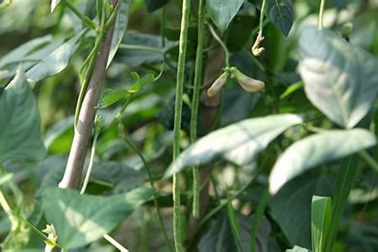 豆角种植怎样才能高产