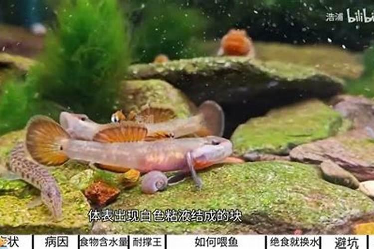 鱼蛋白放多了会烧根吗