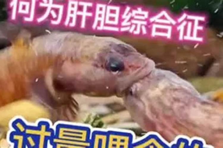 鱼蛋白有什么作用