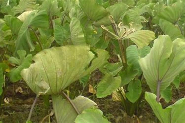 种香芋,一般施用一些什么肥料