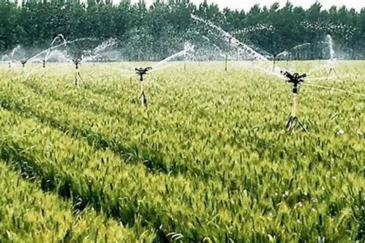 小麦小满前后还能浇水吗