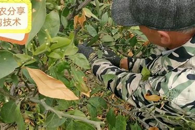 柑橘树什么时候追壮果肥(挂果柑橘施肥最佳时候)