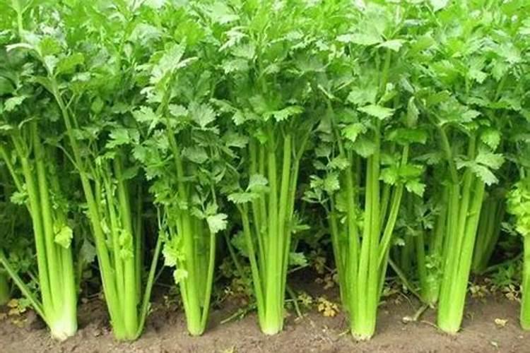 大棚种植芹菜上什么肥料最好？