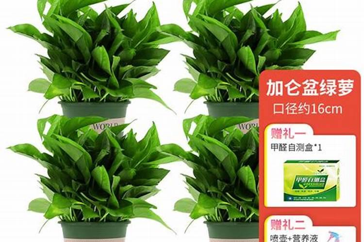 硫酸钾肥料适合种什么