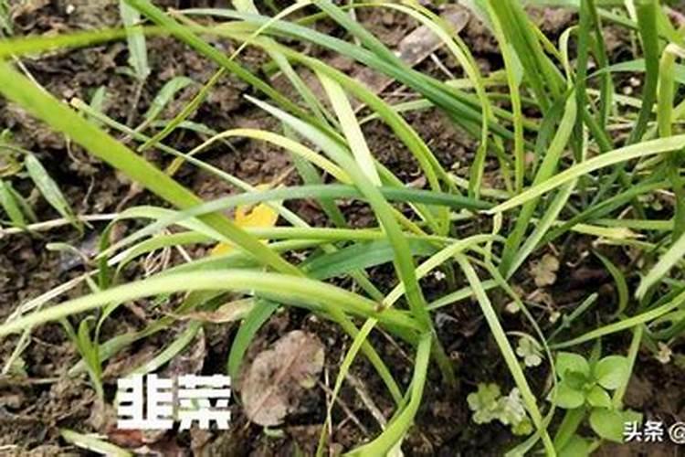 硫酸铵分几种