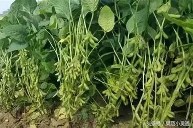 用大豆做底肥的使用方法怎样用黄豆做肥料