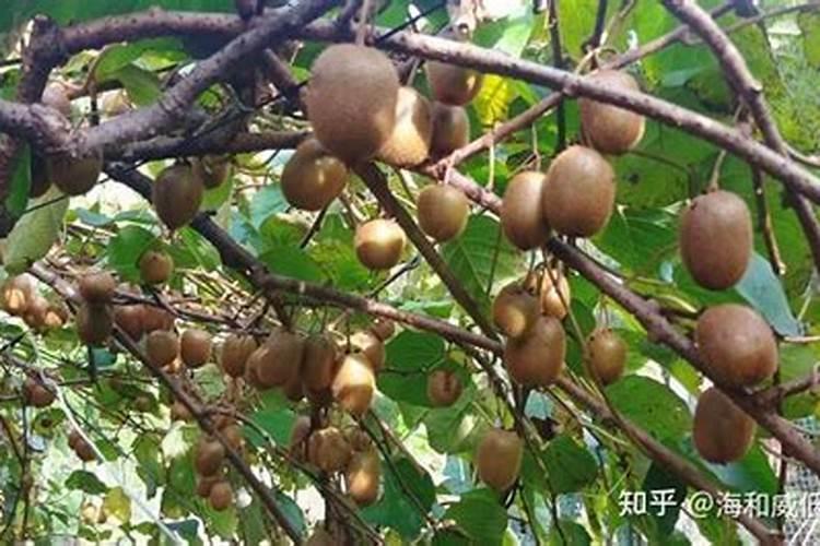 板栗苗几月种植是最好时间？