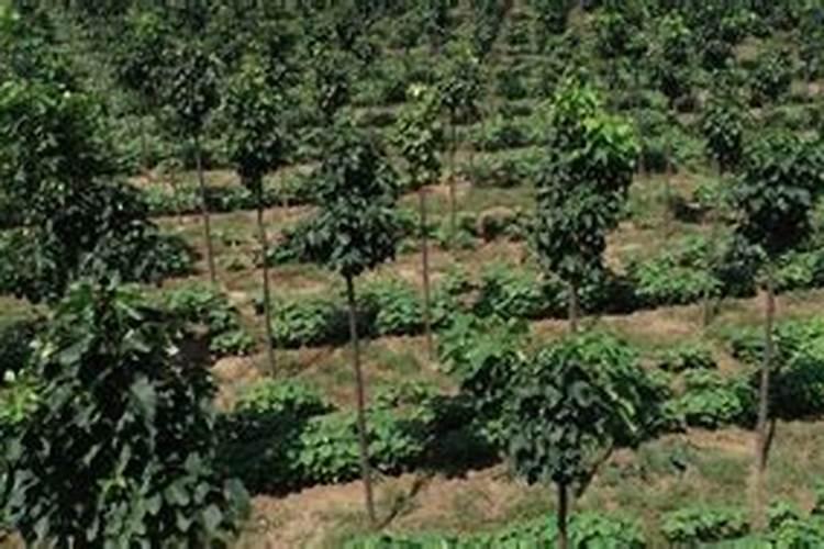 请问哪种食品富含10余种丰富的微量元素？