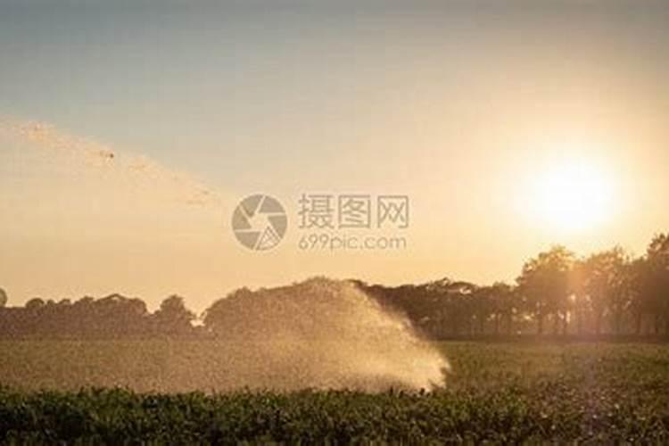 硼肥的用量、作用及使用方法