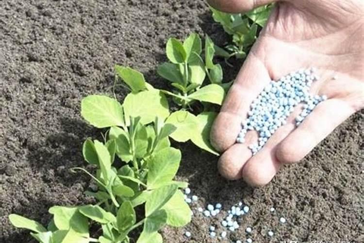 钾肥的正确使用方法