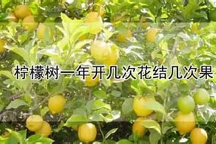 柠檬树要怎么施肥