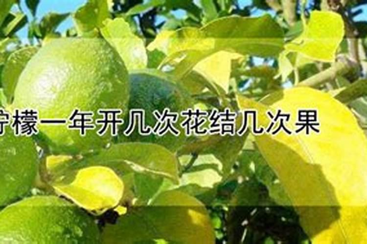 盆栽柠檬施什么肥？