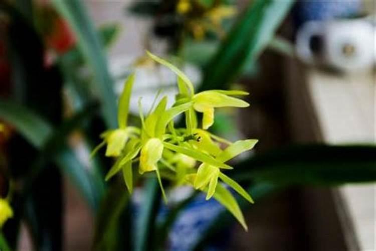 墨兰开花是什么肥