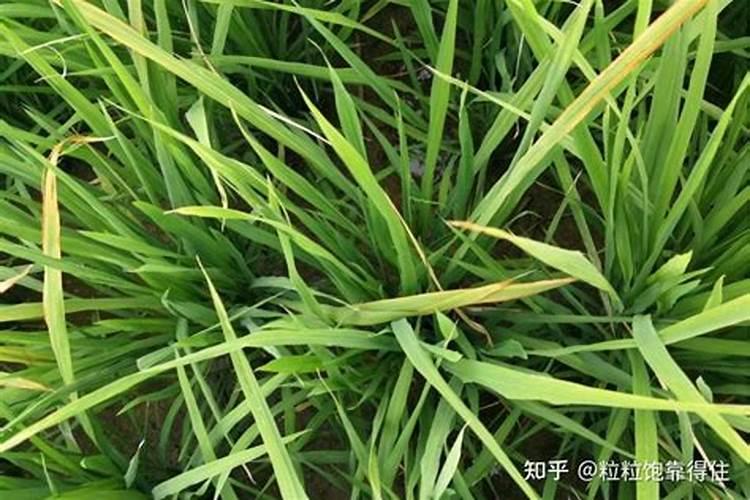 DJ小杨唐伯虎点秋香歌词是什么？？？