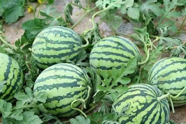 西瓜坐果后用什么肥料