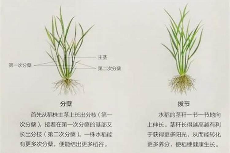 水稻氮肥有哪些？