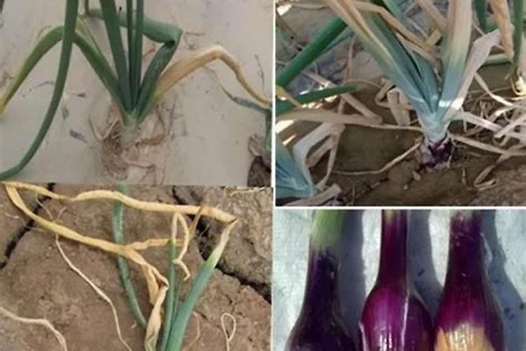 洋葱的根腐病如何防治比较好？