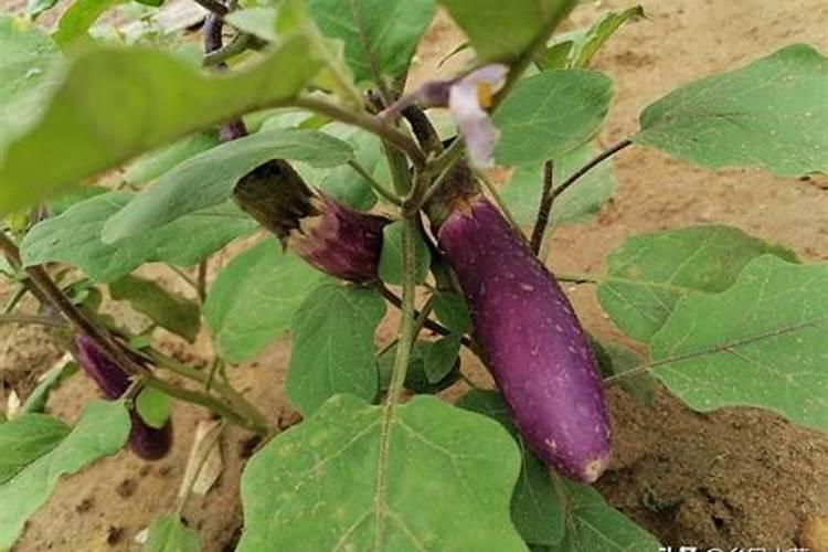 茄子施什么肥长得最好